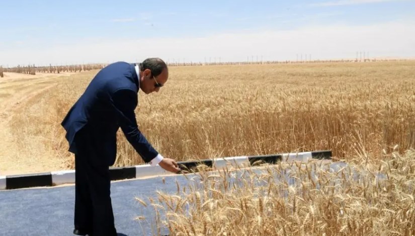 عززت الدولة جهود توفير الأمن الغذائي؟.. جهاز مستقبل مصر عززت الدولة جهود توفير الأمن الغذائي؟.. جهاز مستقبل مصر