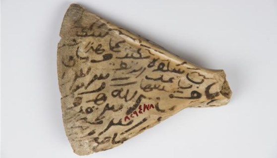 عظمة الكتف “بيت اللوح”