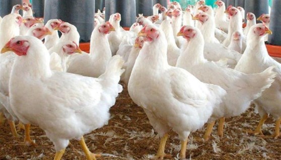 أسعار الفراخ البيضاء اليوم