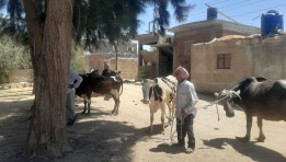 جانب من علاج الحيوانات
