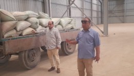 توريد القمح