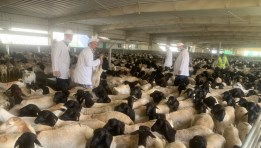 وزير الزراعة يتابع أعمال البعثة البيطرية المصرية 