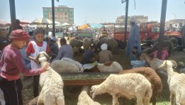 أماكن بيع الأضاحي 