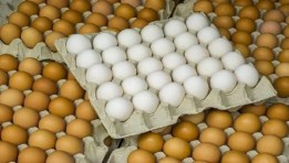 سعر البيض اليوم 