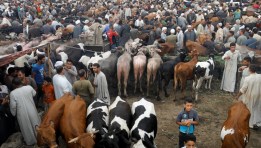 علاء فاروق وزير الزراعة 