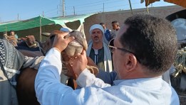 مجازر محافظة الجيزة