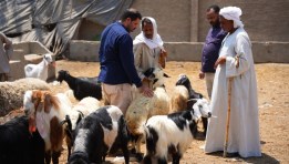 تاجر يعرض الخراف والماعز في سوق البدرشين.. تصوير إبراهيم نصر