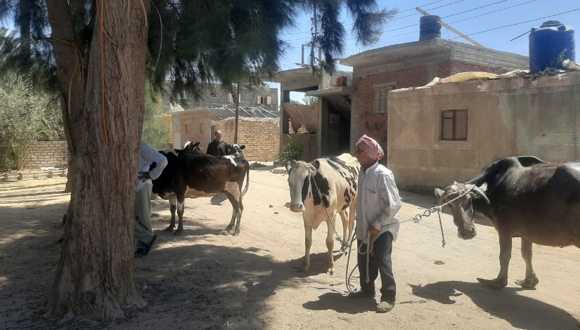 جانب من علاج الحيوانات جانب من علاج الحيوانات