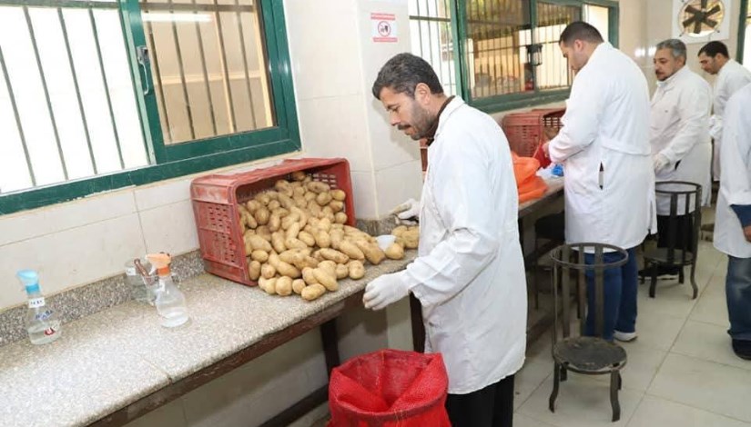 فحص بطاطس المائدة فحص بطاطس المائدة