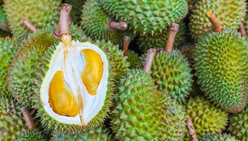 فاكهة الدوريان فاكهة الدوريان