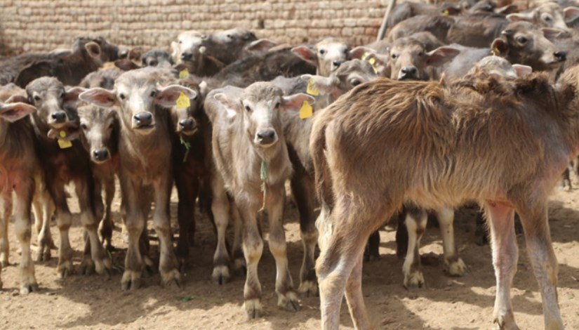 قرض البتلو من البنك الزراعي المصري قرض البتلو من البنك الزراعي المصري