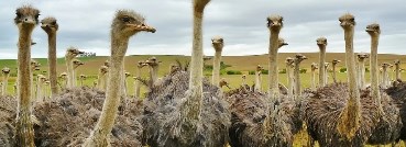 صناعة النعام