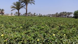 حقول القطن