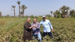 جني القطن