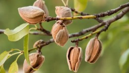 زراعة اللوز