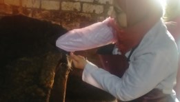  الهيئة العامة للخدمات البيطرية 