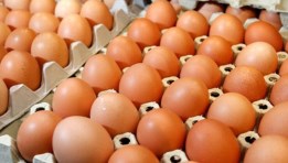 سعر كرتونة البيض اليوم 