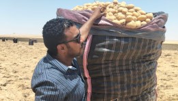العفن البني بالبطاطس