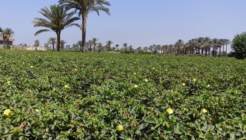 حقول القطن حقول القطن
