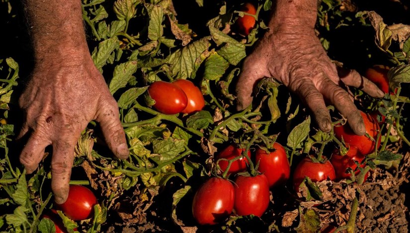المزارع الأمريكية المزارع الأمريكية