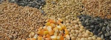 صناعة الأعلاف