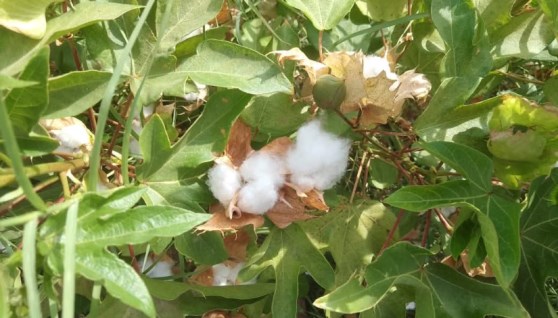 قطن