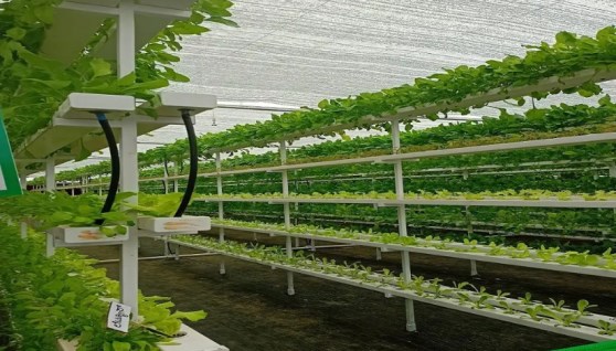  استخدام تقنية الزراعة دون تربة