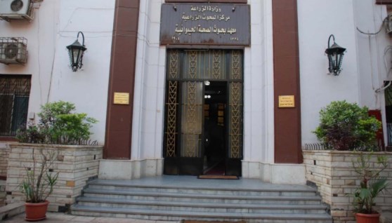 معهد بحوث الصحة الحيوانية