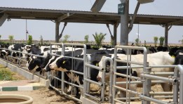  مجمع الإنتاج الحيواني والألبان بمدينة السادات