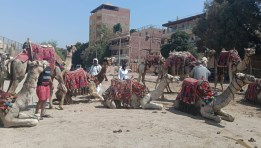 تحصين الخيل والجمال بأهرامات الجيزة