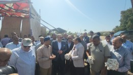 اللوز فتح في غيطان الصعيد