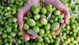 مصر أكثر دول العالم تصديرًا للزيتون