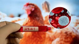 السلالة "H5N1" من إنفلونزا الطيور