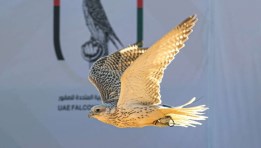 الصقور – التلواح 