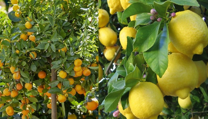 أشجار الحمضيات أشجار الحمضيات