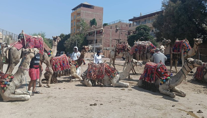 تحصين الخيل والجمال بأهرامات الجيزة تحصين الخيل والجمال بأهرامات الجيزة
