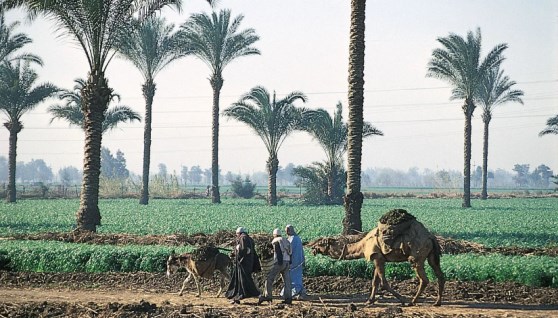 الريف المصري يتصدر المشهد الصناعي