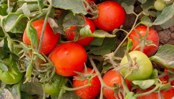 مركز البحوث الزراعية مركز البحوث الزراعية