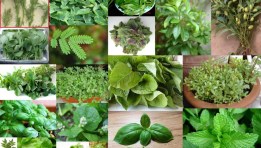 النباتات الطبية والعطرية