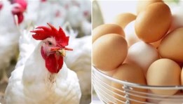 الدواجن وبيض المائدة