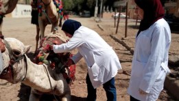 جانب من  الحملة القومية الثانية لتحصين الماشية