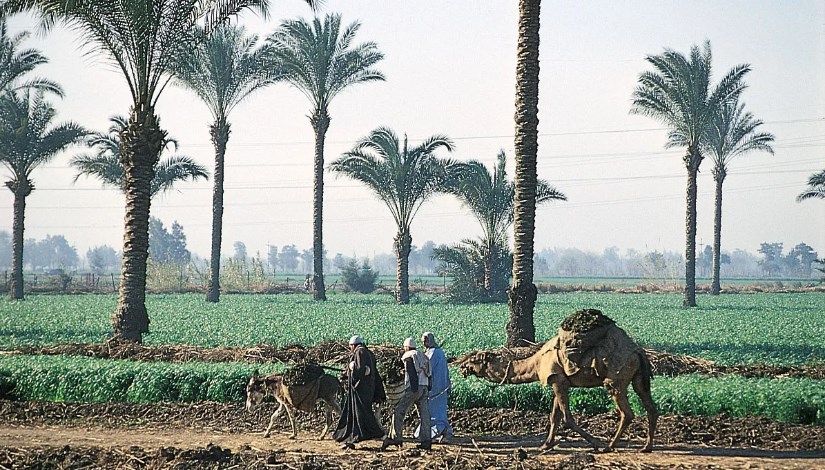 الريف المصري يتصدر المشهد الصناعي