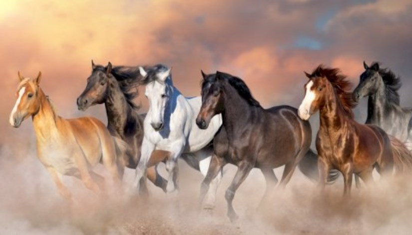 الخيول العربية الأصيلة الخيول العربية الأصيلة