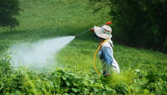 مبيدات حشرية- أرشيفية