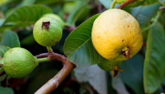 جوافة- أرشيفية