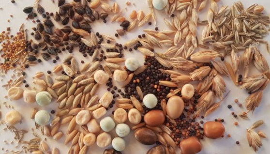 بذورالأعلاف