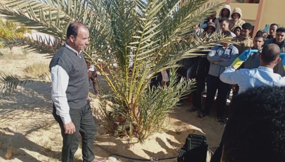 جانب من العمل على مكافحة سوسة النخيل