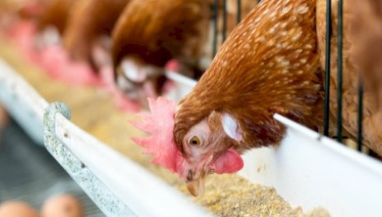 أعلاف الدواجن 