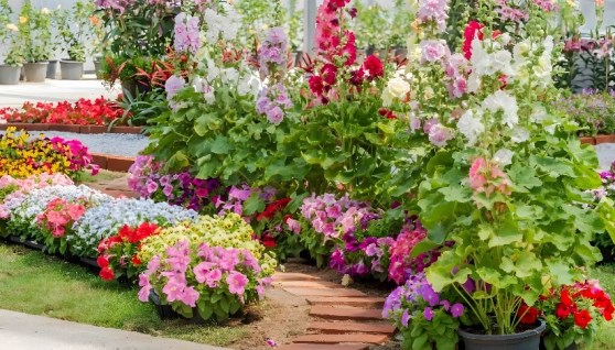 نباتات زينة