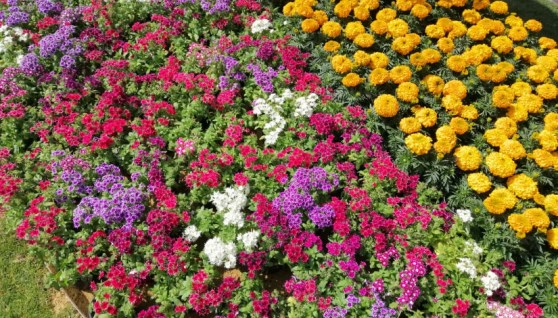 نباتات الزينة 